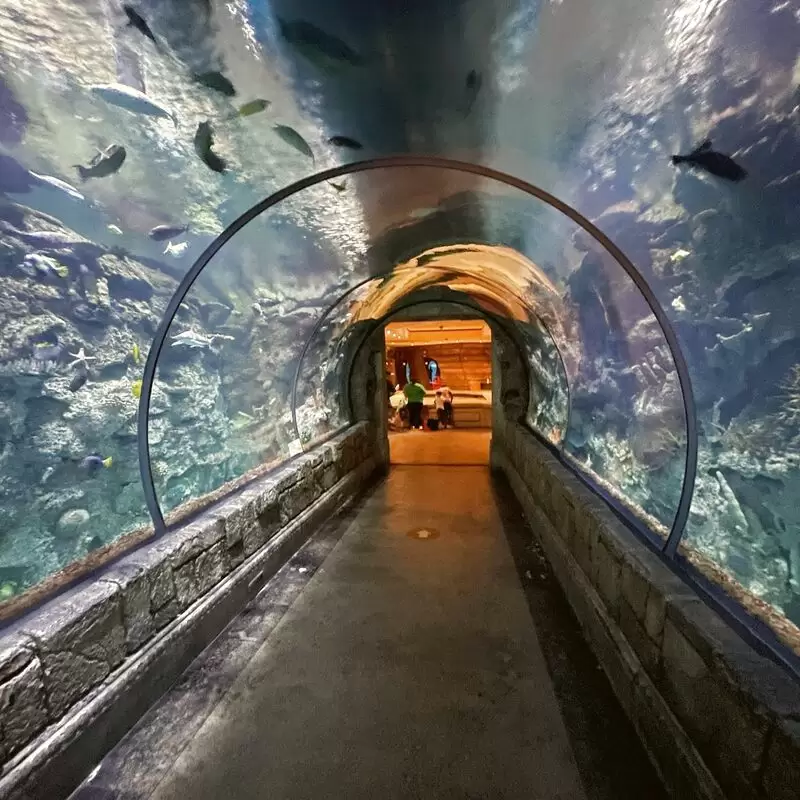 Shark Reef Aquarium at Mandalay Bay