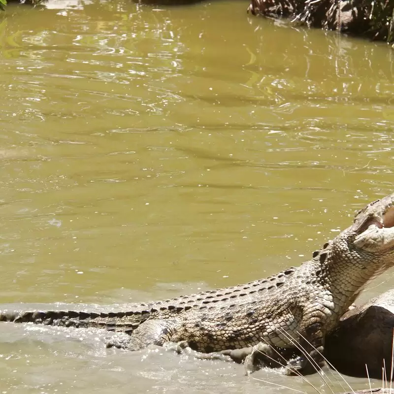 Hartley's Crocodile Adventures