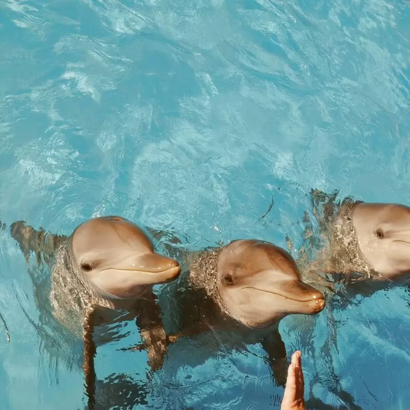 Dolphin Marine Conservation Park