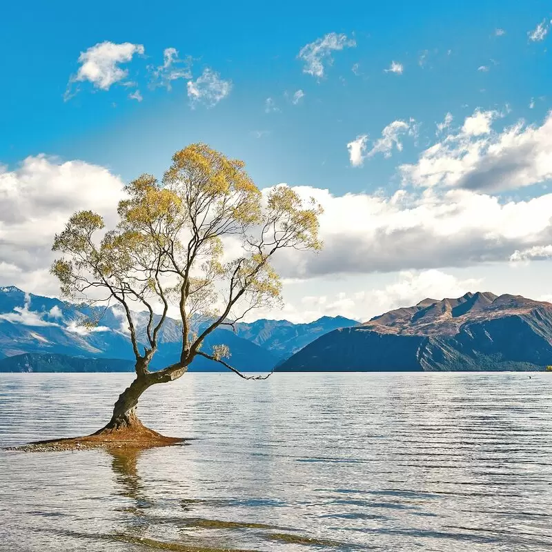 #ThatWanakaTree