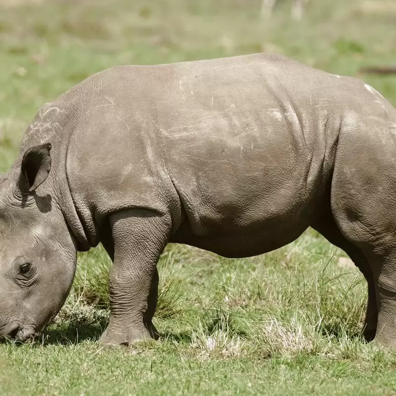 Nkonzo Wildlife