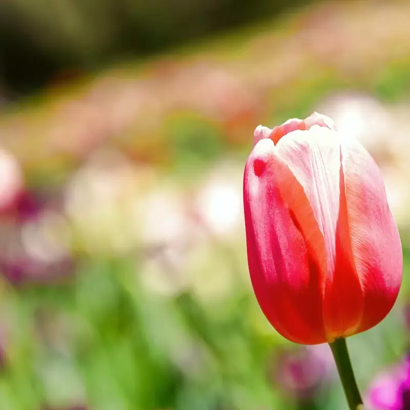 Araluen Botanic Park