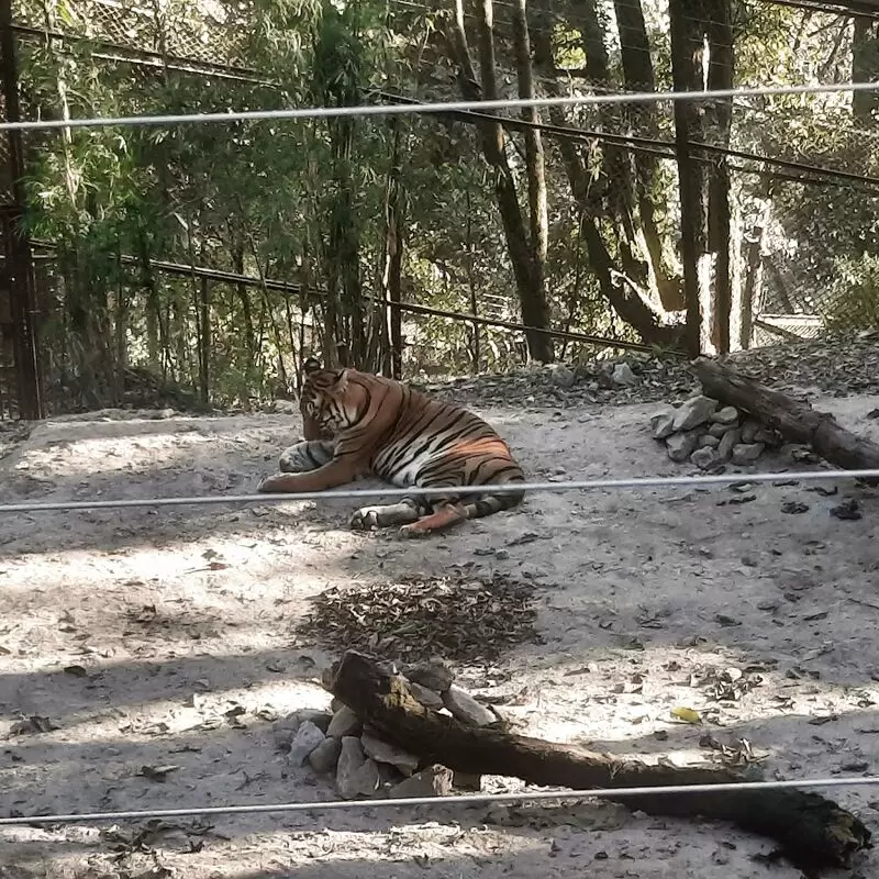 Padmaja Naidu Himalayan Zoological Park Darjeeling