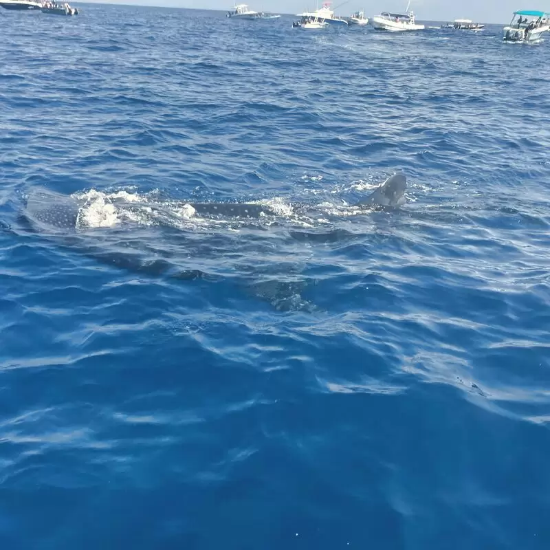 Mexico Whale Shark