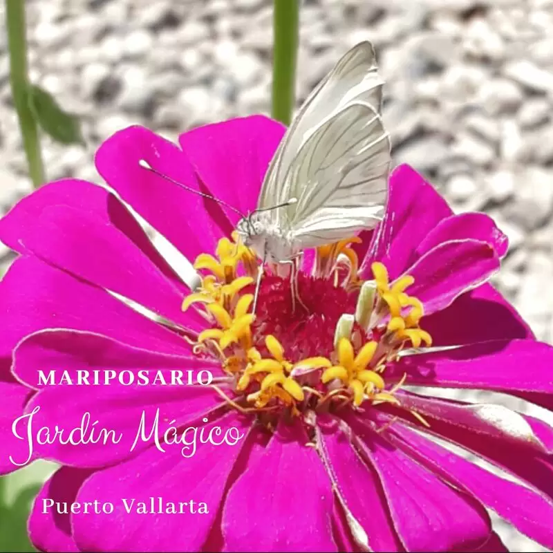 Butterfly Sanctuary Mariposario Jardin Magico