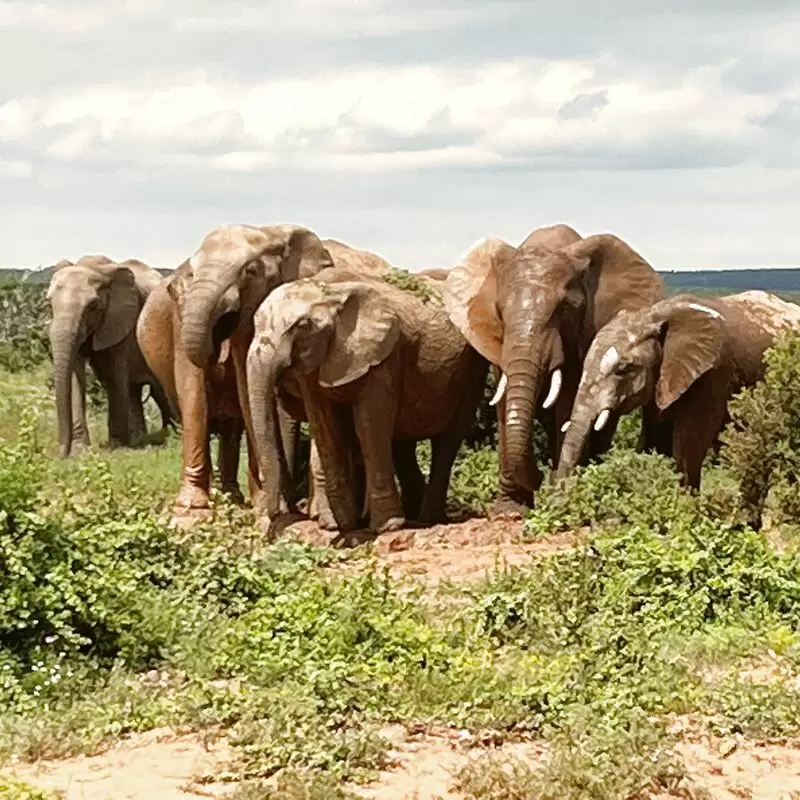 Addo Elephant National Park South Gate Mathyolweni Gate