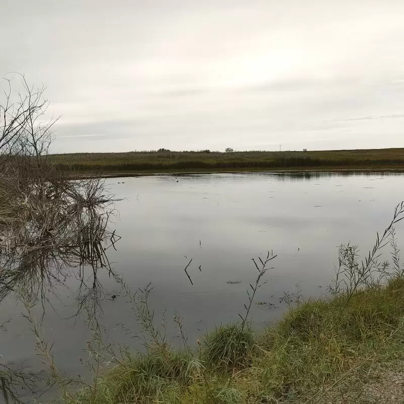 Northeast Swale